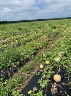 Phytophthora infected cantaloupe and watermelon causing defoliation, fruit rot, and sunburn resulting to total field loss.