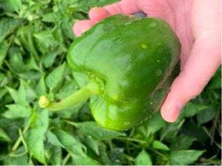 Small yellow dots on bell pepper which is bruising from hail.  These yellow spots will turn brown and make the fruit unmarketable.  